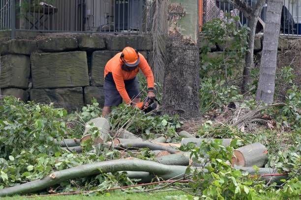 Best Local Tree Services  in Glenwood, GA